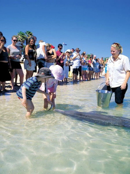 Monkey Mia Dolphin Resort - Accommodation Broome 1