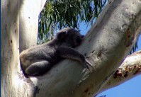 Dunbogan Caravan Park - Accommodation Broome 2