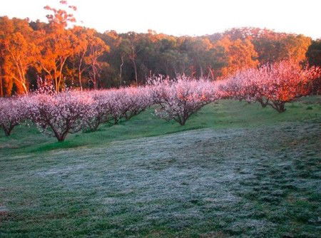 Taralee Orchards - Accommodation Broome 3