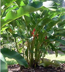 Virginia Heliconia Farm - Accommodation Broome 2
