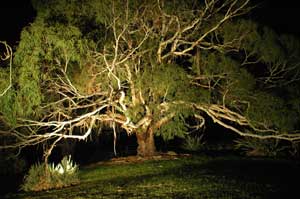 Adelaide Hills Country Cottages - The Nest - Accommodation Broome 4
