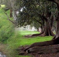 Rivergum Cottage - Accommodation Broome