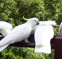 Lorikeet Lane BB - Accommodation Broome