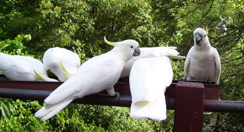 Lorikeet Lane B&B - Accommodation Broome 0
