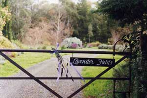 Adelaide Hills Country Cottages - Lavender Fields - Accommodation Broome 3