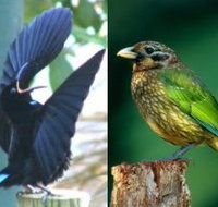 Chambers Wildlife Rainforest Lodges - Accommodation Broome