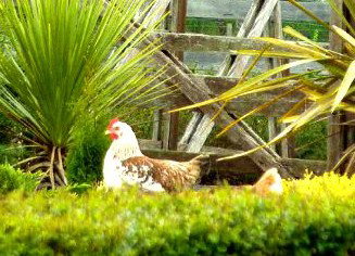 Hazelcreek Cottages - Accommodation Broome 5