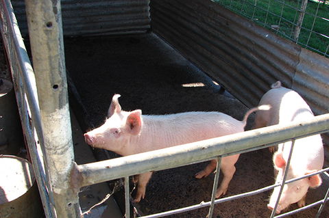 Lee Farmstay - Accommodation Broome 6
