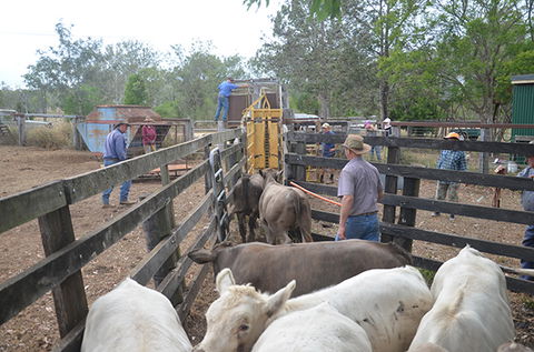 Lee Farmstay - Accommodation Broome 7