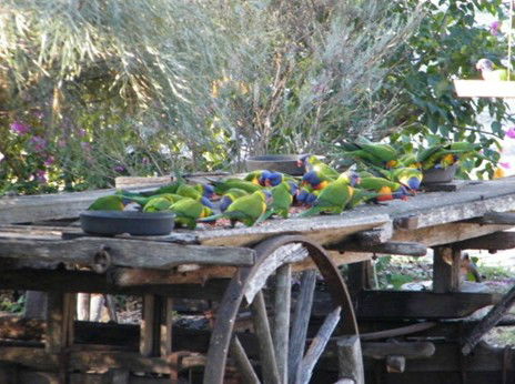 Barambah Bush Caravan Park - Accommodation Broome 5