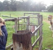 Boronia Farm Farmstay - Accommodation Broome