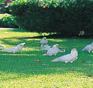Aurora Kakadu - Accommodation Broome