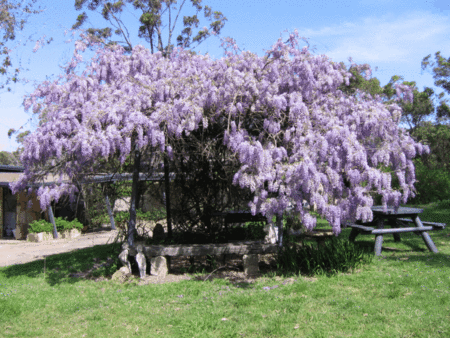 Studio Cottages Romantic Hideaway - Accommodation Broome 5
