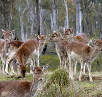 Lake Leake Chalet - Accommodation Broome