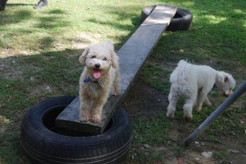Beenleigh Pet Motel - Accommodation Broome 0