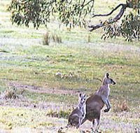 Kangaroo Ridge Retreat - Accommodation Broome