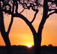 Coodardie Station Stay - Accommodation Broome