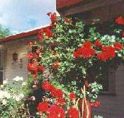 Rose Cottage Bed And Breakfast - Accommodation Broome