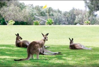 Darlington Beach Resort & Holiday Park - Accommodation Broome 67