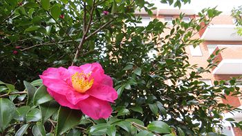 Waldorf Hornsby Residential Apartments - Accommodation Broome 4