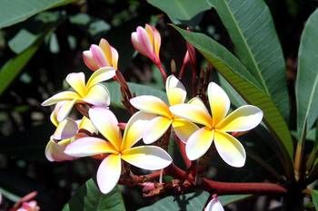 Phoenix Eumundi Bed & Breakfast - Accommodation Broome 13