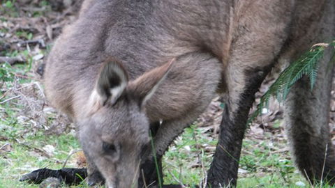 Venus Bay Eco Retreat - Accommodation Broome 7