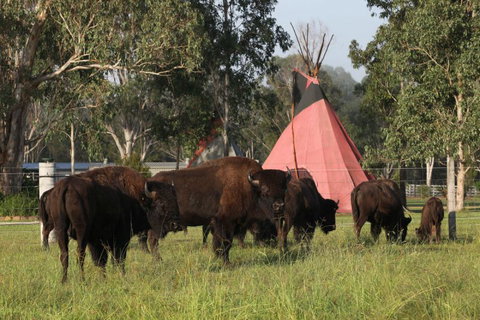 Aranyani Bison Adventure Tourist Park - Accommodation Broome 6