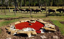 Aranyani Bison Adventure Tourist Park - Accommodation Broome 5