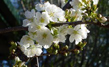 Coolah Caravan Park - Accommodation Broome 0