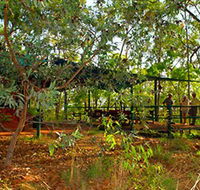 Arnhemland Barramundi Nature Lodge - Accommodation Broome