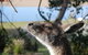 Joalah Holiday Park - thumb 1
