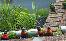 Aquajet Motel - Coffs Harbour - Accommodation Broome 4