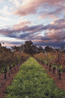 Lamonts Winery Restaurant  Gallery - Accommodation Broome