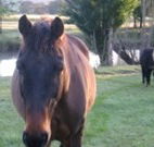 Reynella Kosciusko Rides Accommodation - Accommodation Broome