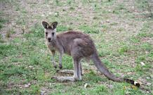 Calurla Chalets And Cottages - Accommodation Broome 1