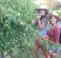 McLaren Vale Backpackers - Accommodation Broome
