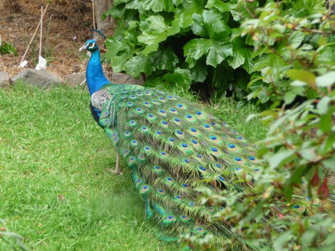 Eurambeen Historic Homestead And Gardens - Accommodation Broome 4