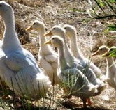 Duck Duck Goose Bed and Breakfast - Accommodation Broome