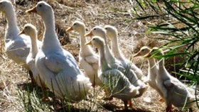 Duck Duck Goose Bed And Breakfast - Accommodation Broome 0