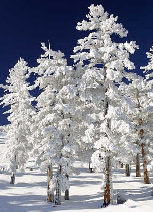 Mt Buller Apartment Management Services - Accommodation Broome