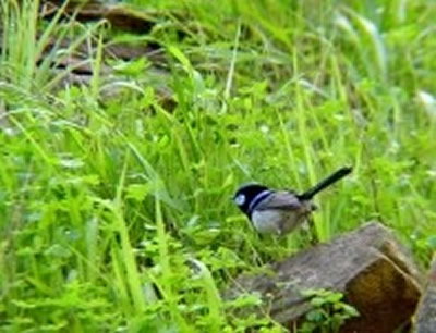 Morialta Bed And Breakfast - Accommodation Broome 0