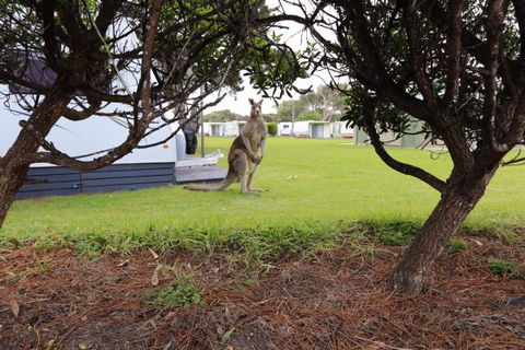 Anglesea Family Caravan Park - Accommodation Broome 3