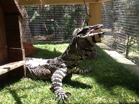 Beechworth Wildlife Stays - Accommodation Broome 6