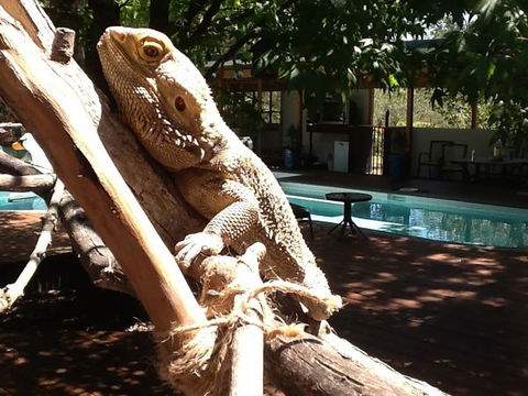 Beechworth Wildlife Stays - Accommodation Broome 7