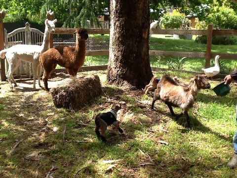 Beechworth Wildlife Stays - Accommodation Broome 8