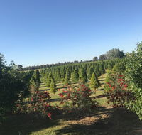 Rutherglen Christmas Trees Farm Stay - Accommodation Broome