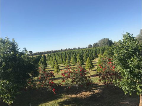Rutherglen Christmas Trees Farm Stay - Accommodation Broome 0