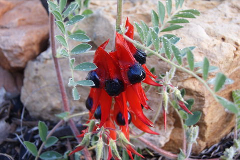 Quorn Caravan Park - Accommodation Broome 1