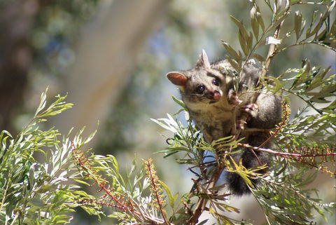 Quorn Caravan Park - Accommodation Broome 5