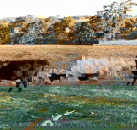 Lone Pine Homestead - Accommodation Broome
